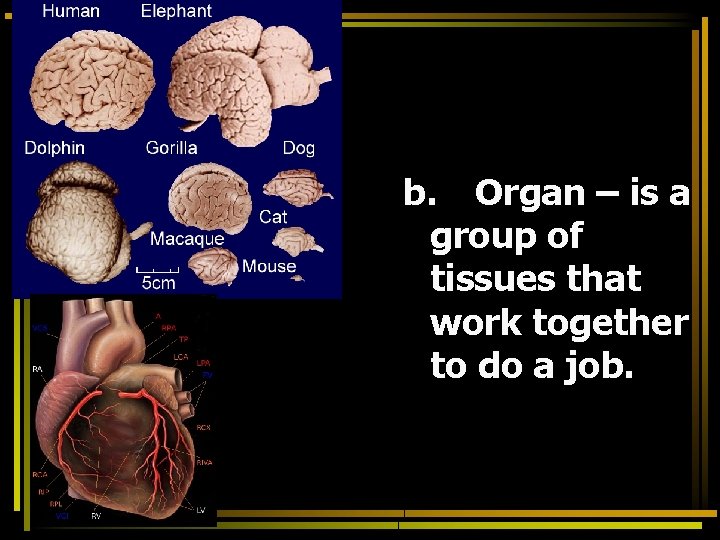 b. Organ – is a group of tissues that work together to do a