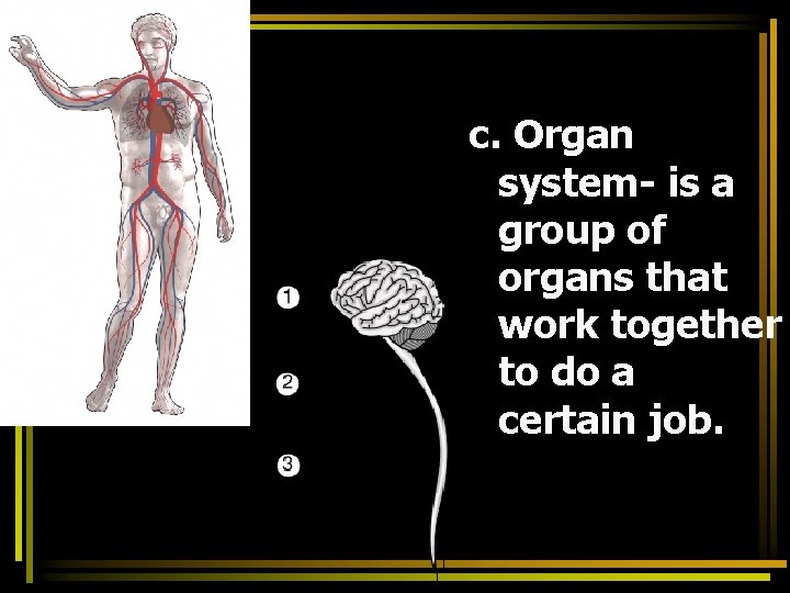 c. Organ system- is a group of organs that work together to do a