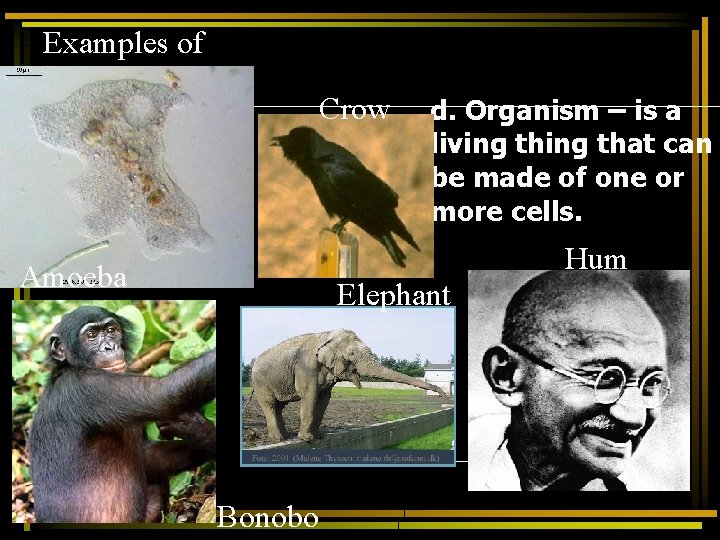 Examples of organisms Crow Amoeba d. Organism – is a living that can be