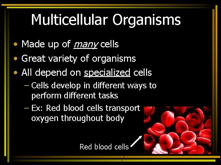 Multicellular Organisms • Made up of many cells • Great variety of organisms •