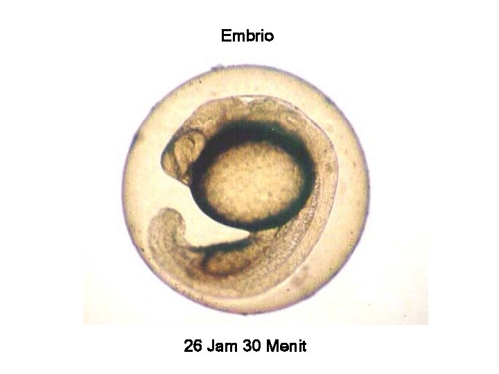 Embrio 26 Jam 30 Menit 