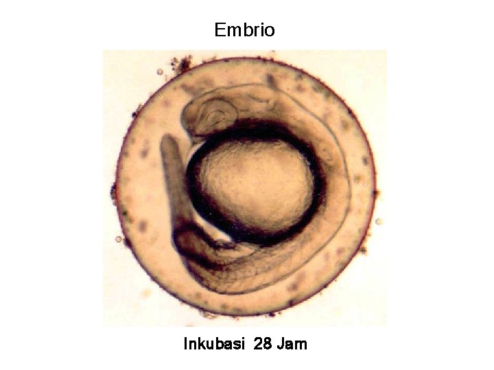 Embrio Inkubasi 28 Jam 