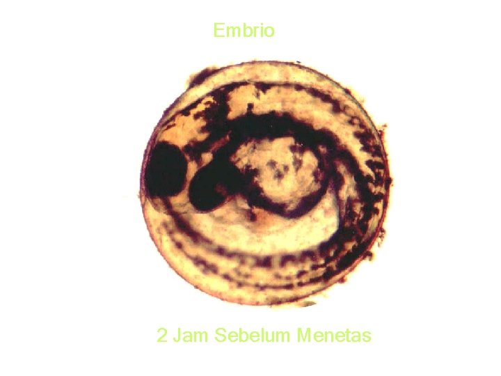 Embrio 2 Jam Sebelum Menetas 