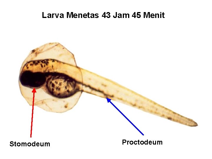 Larva Menetas 43 Jam 45 Menit Stomodeum Proctodeum 