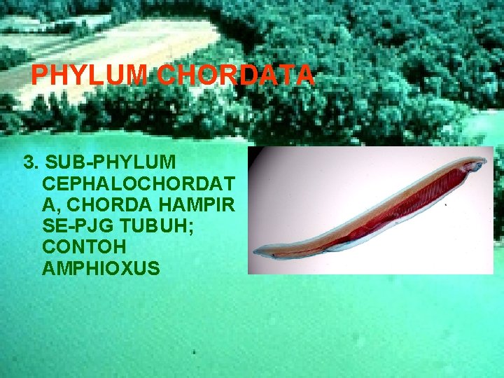 PHYLUM CHORDATA 3. SUB-PHYLUM CEPHALOCHORDAT A, CHORDA HAMPIR SE-PJG TUBUH; CONTOH AMPHIOXUS 