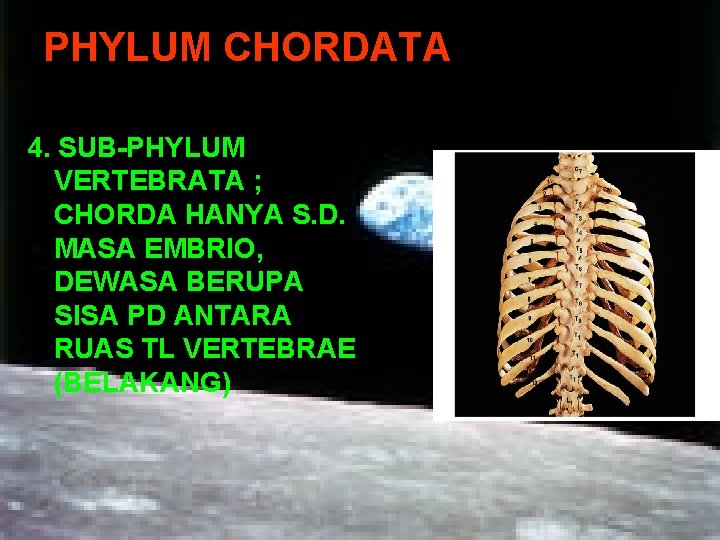 PHYLUM CHORDATA 4. SUB-PHYLUM VERTEBRATA ; CHORDA HANYA S. D. MASA EMBRIO, DEWASA BERUPA