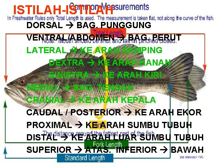 ISTILAH-ISTILAH DORSAL BAG. PUNGGUNG VENTRAL/ABDOMEN BAG. PERUT LATERAL KE ARAH SAMPING DEXTRA KE ARAH