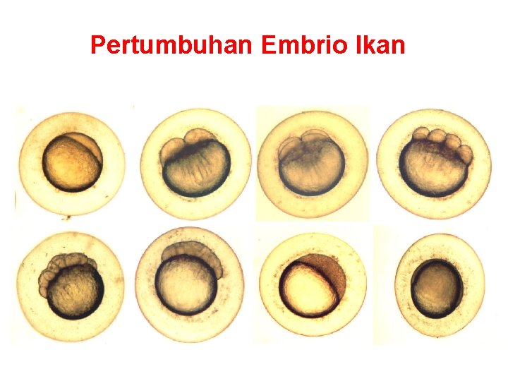 Pertumbuhan Embrio Ikan 