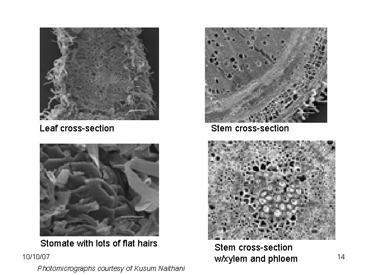 Leaf cross-section Stomate with lots of flat hairs 10/10/07 Photomicrographs courtesy of Kusum Naithani