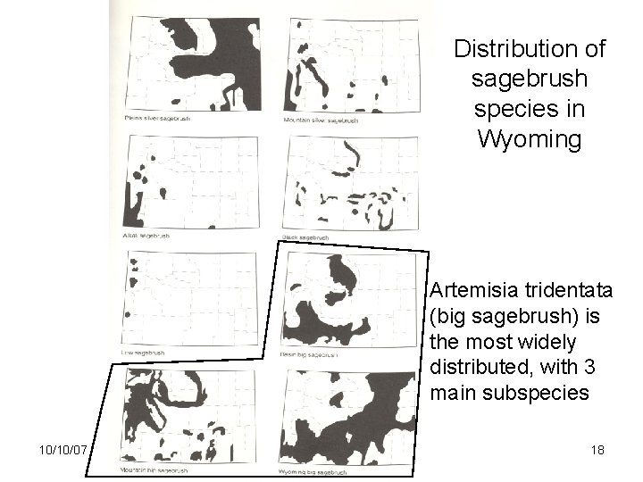 Distribution of sagebrush species in Wyoming Artemisia tridentata (big sagebrush) is the most widely