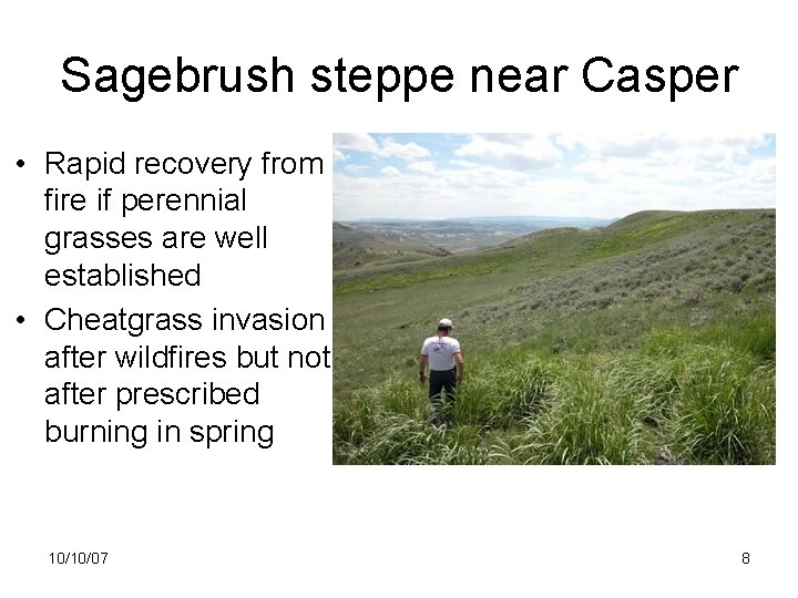 Sagebrush steppe near Casper • Rapid recovery from fire if perennial grasses are well