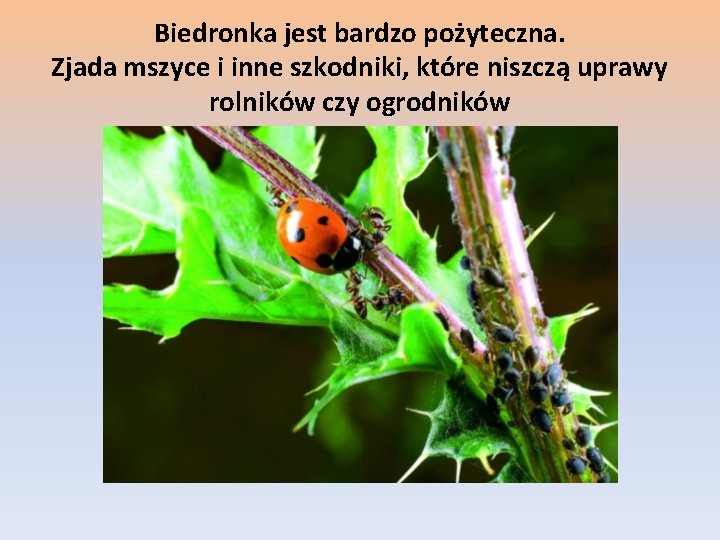 Biedronka jest bardzo pożyteczna. Zjada mszyce i inne szkodniki, które niszczą uprawy rolników czy