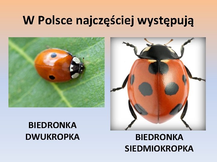 W Polsce najczęściej występują BIEDRONKA DWUKROPKA BIEDRONKA SIEDMIOKROPKA 