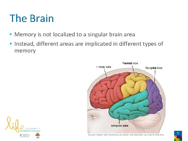 The Brain • Memory is not localized to a singular brain area • Instead,