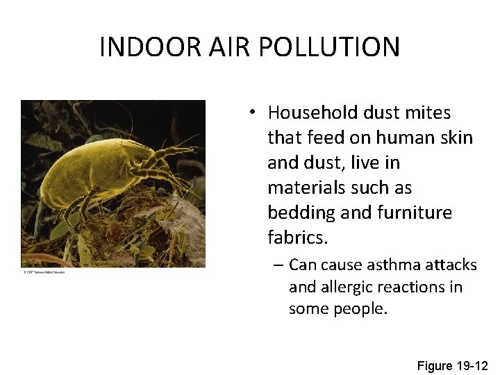 INDOOR AIR POLLUTION • Household dust mites that feed on human skin and dust,