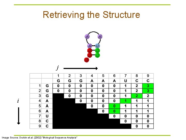 Retrieving the Structure A A G G G j i Image Source: Durbin et