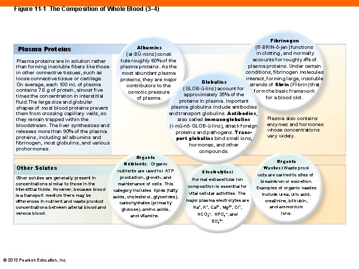 Figure 11 -1 The Composition of Whole Blood (3– 4) Plasma Proteins Plasma proteins