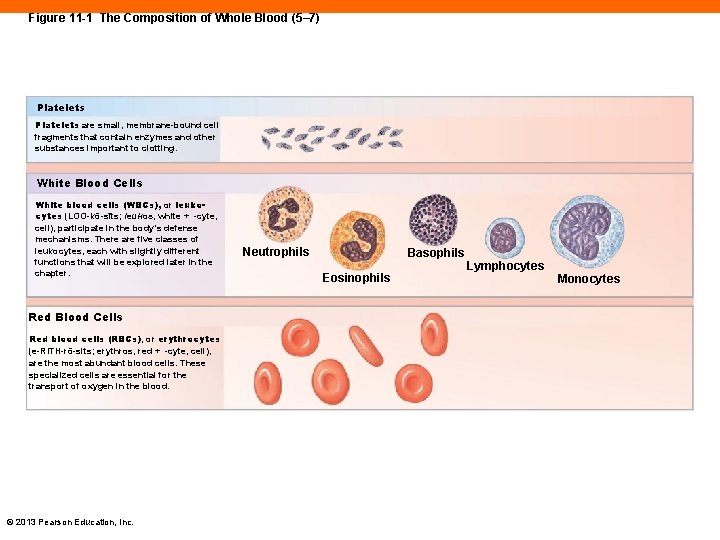 Figure 11 -1 The Composition of Whole Blood (5– 7) Platelets are small, membrane-bound