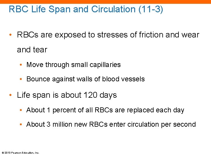 RBC Life Span and Circulation (11 -3) • RBCs are exposed to stresses of