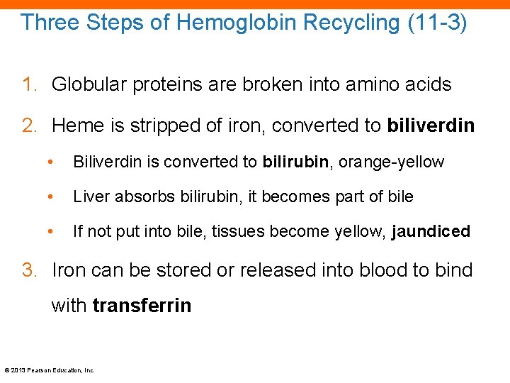 Three Steps of Hemoglobin Recycling (11 -3) 1. Globular proteins are broken into amino