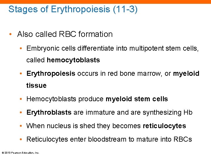 Stages of Erythropoiesis (11 -3) • Also called RBC formation • Embryonic cells differentiate