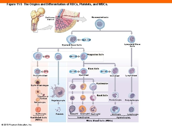 Figure 11 -5 The Origins and Differentiation of RBCs, Platelets, and WBCs. Hemocytoblasts Red