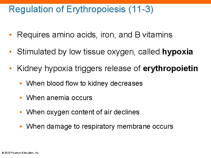 Regulation of Erythropoiesis (11 -3) • Requires amino acids, iron, and B vitamins •