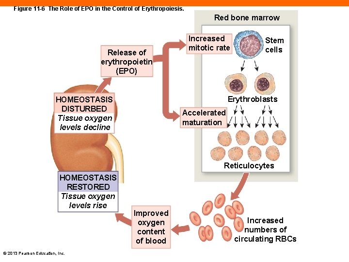 Figure 11 -6 The Role of EPO in the Control of Erythropoiesis. Red bone