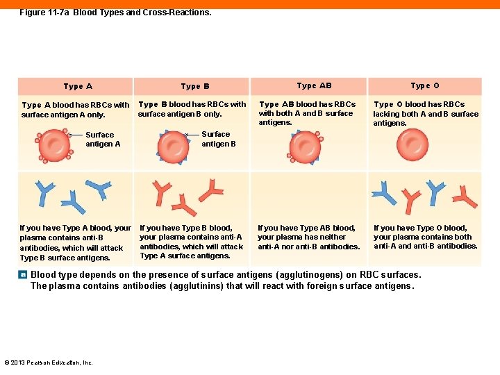 Figure 11 -7 a Blood Types and Cross-Reactions. Type A blood has RBCs with