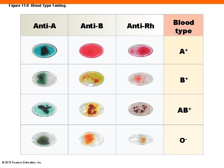 Figure 11 -8 Blood Type Testing. Anti-A Anti-B Anti-Rh Blood type A+ B+ AB+