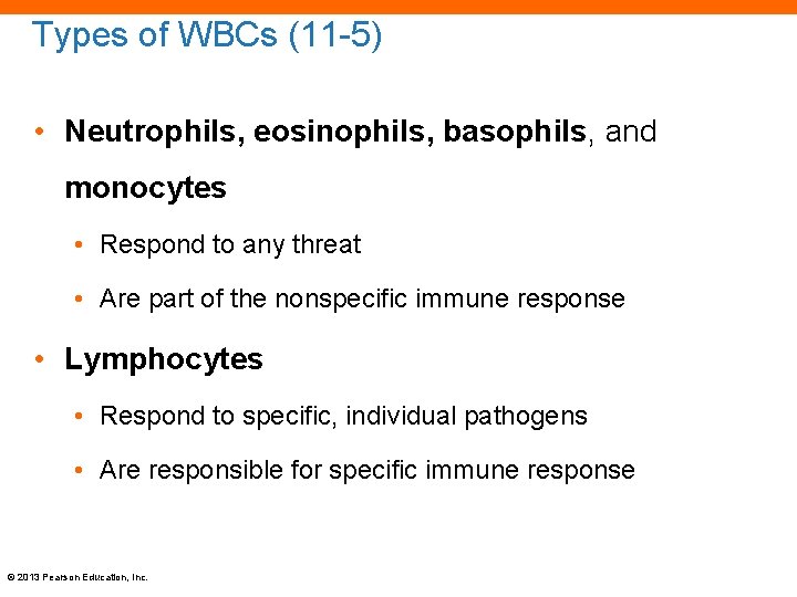 Types of WBCs (11 -5) • Neutrophils, eosinophils, basophils, and monocytes • Respond to