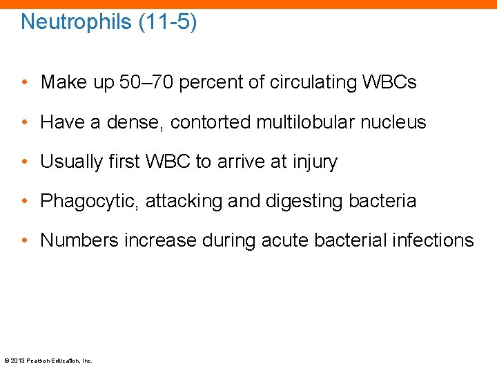 Neutrophils (11 -5) • Make up 50– 70 percent of circulating WBCs • Have