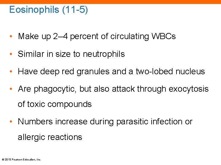 Eosinophils (11 -5) • Make up 2– 4 percent of circulating WBCs • Similar