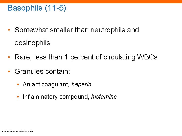Basophils (11 -5) • Somewhat smaller than neutrophils and eosinophils • Rare, less than