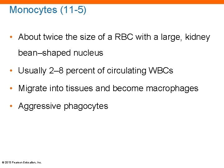 Monocytes (11 -5) • About twice the size of a RBC with a large,