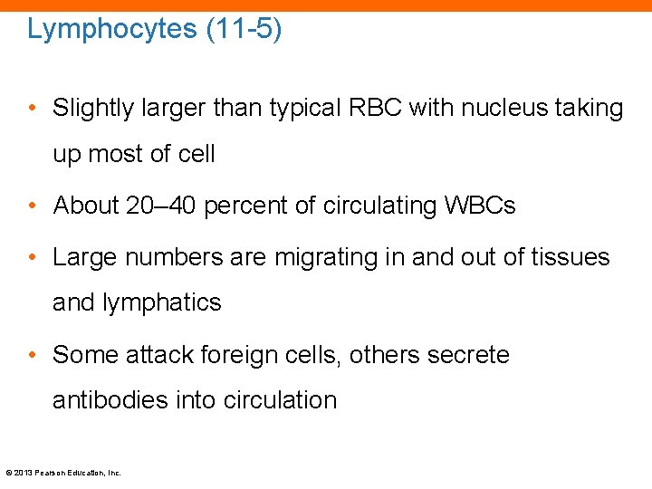 Lymphocytes (11 -5) • Slightly larger than typical RBC with nucleus taking up most