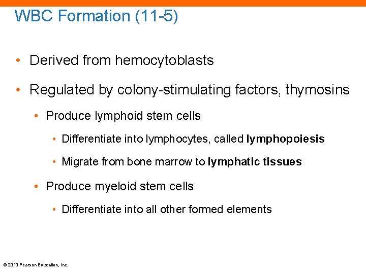 WBC Formation (11 -5) • Derived from hemocytoblasts • Regulated by colony-stimulating factors, thymosins