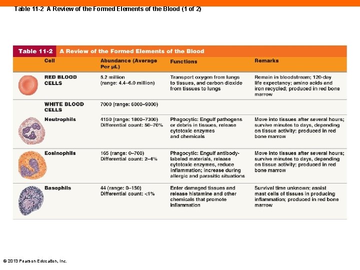 Table 11 -2 A Review of the Formed Elements of the Blood (1 of