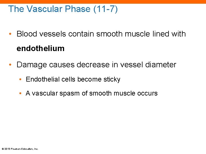 The Vascular Phase (11 -7) • Blood vessels contain smooth muscle lined with endothelium