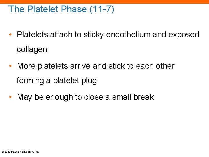 The Platelet Phase (11 -7) • Platelets attach to sticky endothelium and exposed collagen