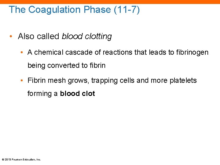 The Coagulation Phase (11 -7) • Also called blood clotting • A chemical cascade