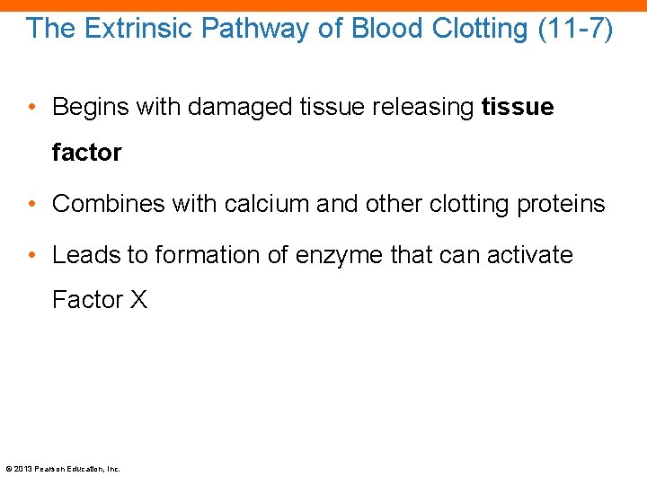 The Extrinsic Pathway of Blood Clotting (11 -7) • Begins with damaged tissue releasing