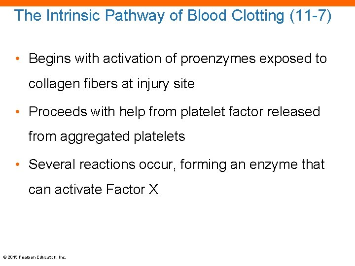 The Intrinsic Pathway of Blood Clotting (11 -7) • Begins with activation of proenzymes