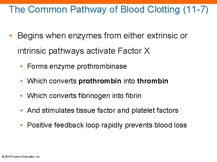 The Common Pathway of Blood Clotting (11 -7) • Begins when enzymes from either