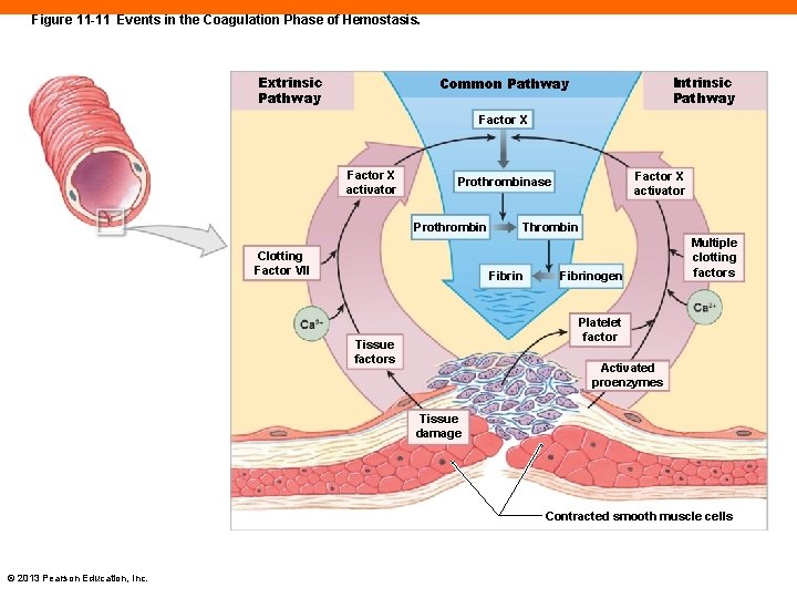 Figure 11 -11 Events in the Coagulation Phase of Hemostasis. Extrinsic Pathway Intrinsic Pathway