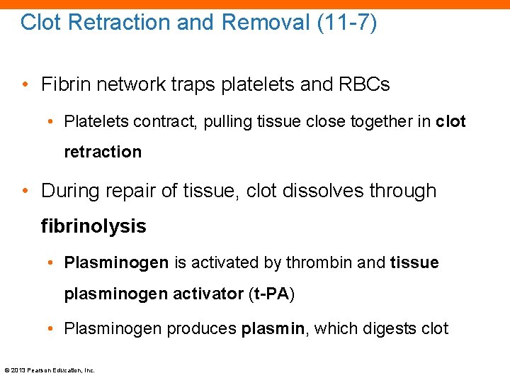 Clot Retraction and Removal (11 -7) • Fibrin network traps platelets and RBCs •