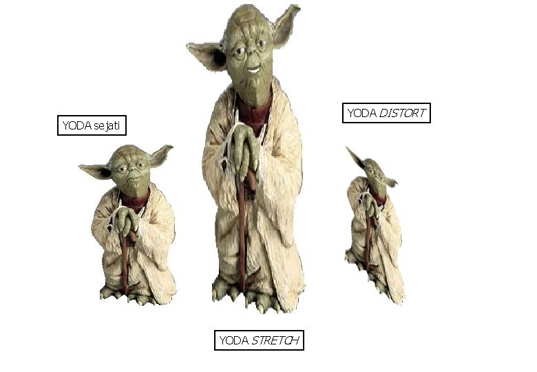 YODA DISTORT YODA sejati YODA STRETCH 