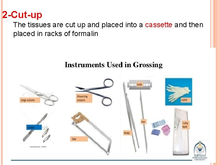 2 -Cut-up The tissues are cut up and placed into a cassette and then