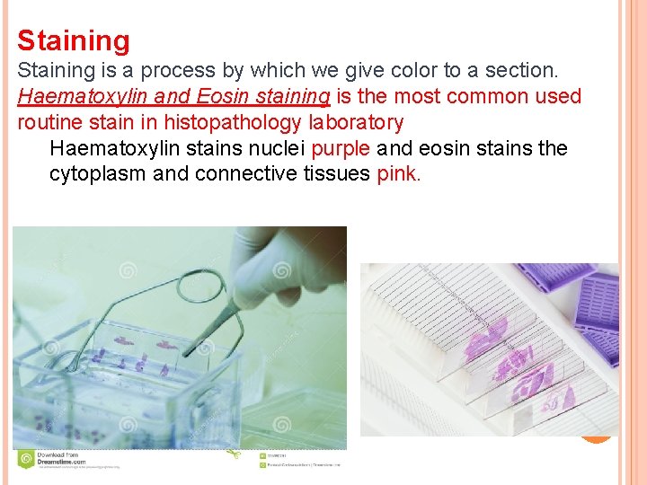 Staining is a process by which we give color to a section. Haematoxylin and