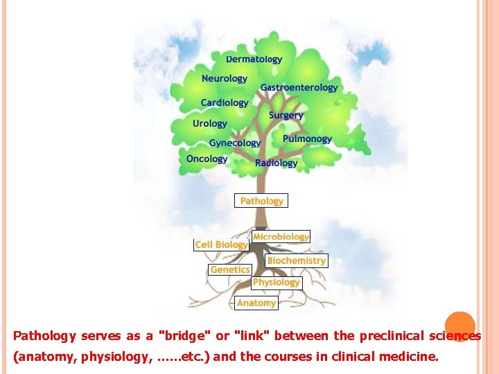 Pathology serves as a "bridge" or "link" between the preclinical sciences (anatomy, physiology, ……etc.
